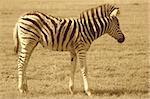 Zebra fawn on the grass plains of Africa