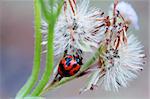 A ladybird climbing around a dandelion or seeds