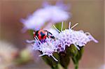 A ladybird eating petals of purple flowers