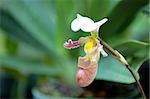 The orchis of spring, pink lady slipper