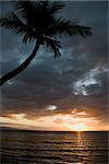 Sunset over Pacific Ocean with palm tree in Maui, Hawaii, USA.