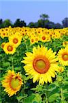 Blooming field of yellow sunflowers in summer