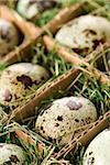 Speckled eggs packed in separate compartments.