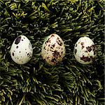 Speckled eggs on grass.