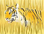 Vector illustration of a tiger in dry grass with tiger and grass as separate elements