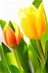 Close up on fresh backlit tulips on white background