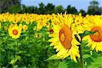 Sunflower field with blooming sunflowers and blue sky