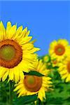 Blooming sunflower field with bright blue sky