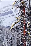 Mountain landscape with eastern larch tree in the foreground in Canadian Rockies