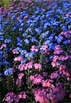 Bright colored blue and pink spring flowers in a garden.