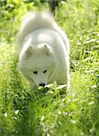 A lovely Samoyed playing.