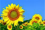 Blooming sunflower field with big sunflower head in the foreground