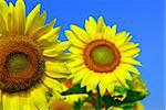 Close up on two sunflowers in blooming sunflower field
