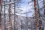 Winter mountain landscape with eastern larch trees in Canadian Rockies