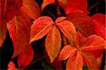 Image shows beautifully colored autumn leaves (Parthenocissus quinquefolia)