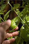 closeup of hand harvesting some fresh basil from a plant.