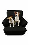Two Jack Russell Terriers sitting on a black chair isolated on a white background.