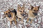 Three German shepherds sitting on a sea pebble