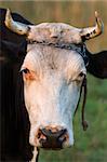 Close-up picture showing a cow with horns and a small chain on her head.