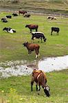 rural image: cows herd grazing on green meadow