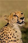 Portrait of a cheetah (Acinonyx jubatus), South Africa