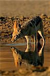 Black-backed Jackal (Canis mesomelas) drinking water with reflection in the water, Kalahari, South Africa