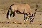 Gemsbok antelope (Oryx gazella), Kalahari, South Africa