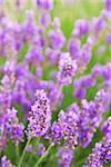 Botanical background of blooming purple lavender herb