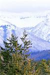 Landscape of high snowy mountains with evegreen trees