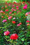 Background of blooming field of various roses