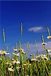 Summer meadow background with blooming daisy flowers and bright blue sky