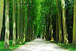 Road surrounded by old green trees in Versailles gardens, France.