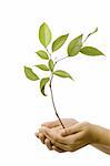 Isolated hands holding a small tree with green leaves