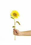 Isolated hands holding a sunflower