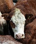 A Hereford Cross cattle beast with yellow ear tags