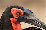 Close up of the face of a Southern Ground Hornbill