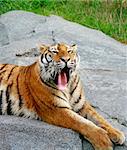 Tiger Laying Down Relaxing With a Big  Yawning