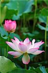 The blooming of lotus flower with the background of green leaves