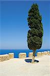 Pine tree in the Acropolis of Lindos, Rhodes, Greece