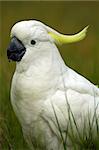 white parrot with yellow feathers on head