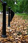 A walk through a park full of fallen leaves