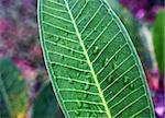 Close-up of a leaf after rainfall.