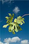figs on branch in front of blue sky with clouds