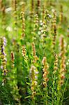 Detail of herbs in herbal garden