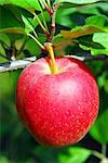Closeup on big ripe red apple growing on an apple tree