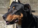 A New Zealand Huntaway sheepdog