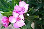 Beautiful pink flowers in tropical city garden.