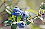 Some wild blueberries on their shrub