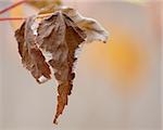 A brown dead leaf on it's branch