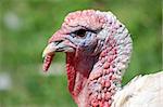 Portrait of a wild turkey